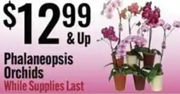 Phalaneopsis Orchids