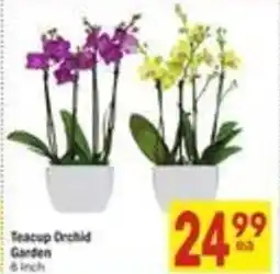 Albertsons Teacup Orchid Garden offer