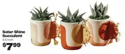 Rosauers Solar Shine Succulent offer