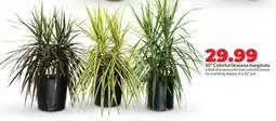 Hy-Vee 10 Colorful Dracena marginata offer