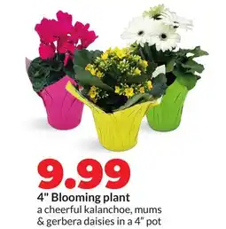 Hy-Vee 4 Blooming plant offer