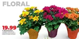 Hy-Vee 6 Blooming plant offer