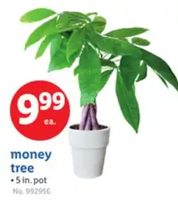Lidl money tree offer