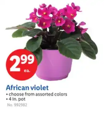 Lidl African violet offer