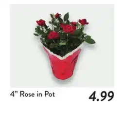 Fresh Thyme 4 Rose in Pot offer