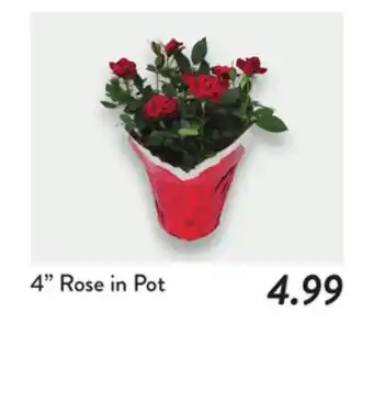 Fresh Thyme 4 Rose in Pot offer