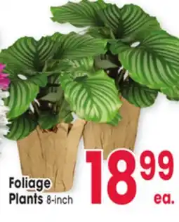 Jewel-Osco Foliage Plants offer