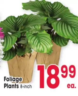 Jewel-Osco Foliage Plants offer