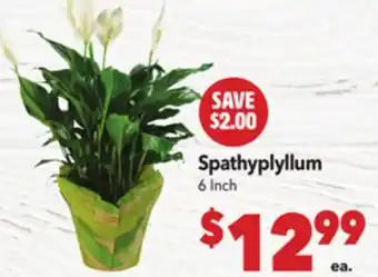 Vallarta Supermarkets Spathyplyllum offer