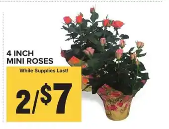 Food Lion 4 Inch Mini Roses offer