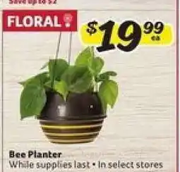 Winn Dixie Bee Planter offer