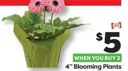 Weis Markets 4 Blooming Plants offer