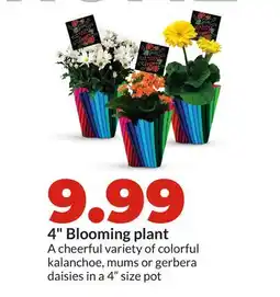 Hy-Vee 4 Blooming plant offer