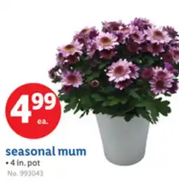 Lidl seasonal mum offer