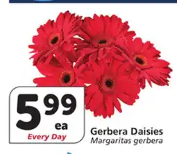 Vons Gerbera Daisies offer