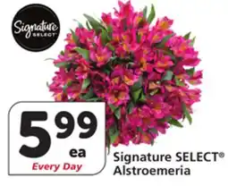 Albertsons Signature SELECT Alstroemeria offer