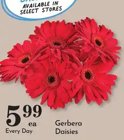 Pavilions Gerbera Daisies offer