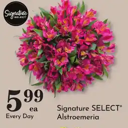 Pavilions Signature SELECT Alstroemeria offer