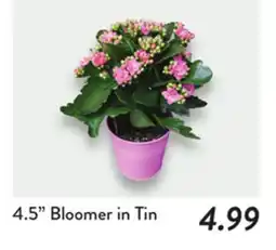 Fresh Thyme 4.5 Bloomer in Tin offer