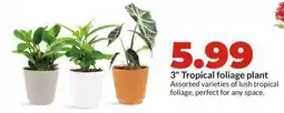 Hy-Vee 3 Tropical foliage plant offer