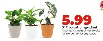 Hy-Vee 3 Tropical foliage plant offer