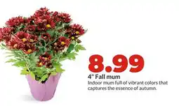 Hy-Vee 4 Fall mum offer