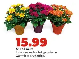 Hy-Vee 6 Fall mum offer