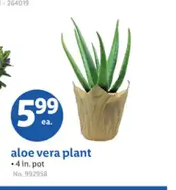 Lidl aloe vera plant offer