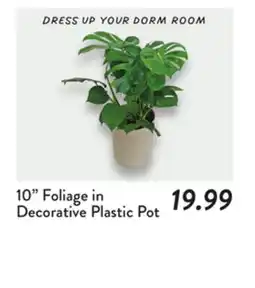 Fresh Thyme 10 Foliage in Decorative Plastic Pot offer