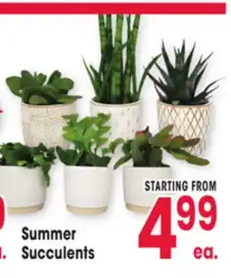 Jewel-Osco Summer Succulents offer