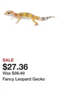 Petsmart Fancy Leopard Gecko offer