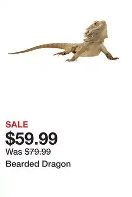 Petsmart Bearded Dragon offer