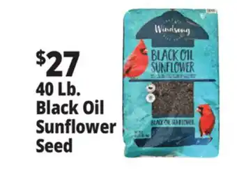 Ocean State Job Lot Black Oil Sunflower Seeds 40 lbs offer