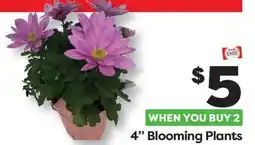Weis Markets 4 Blooming Plants offer
