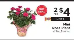 ShopRite Mini Rose Plant offer
