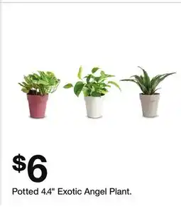 Target Potted 4.4 Exotic Angel Plant offer
