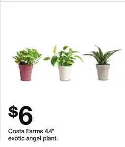 Target Costa Farms 4.4 exotic angel plant offer