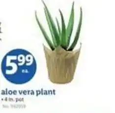 Lidl Aloe vera plant offer