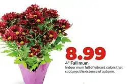 Hy-Vee 4 Fall mum offer