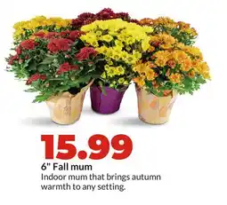 Hy-Vee 6 Fall mum offer