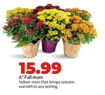 Hy-Vee 6 Fall mum offer