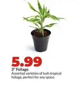 Hy-Vee 3 Foliage offer