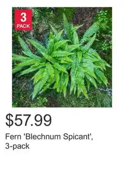 Costco Fern 'Blechnum Spicant', 3-pack offer