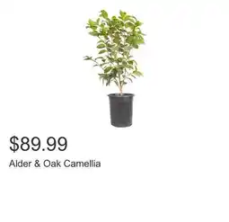 Costco Alder & Oak Camellia offer