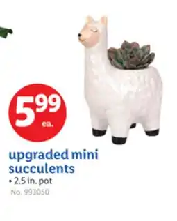 Lidl upgraded mini succulents offer