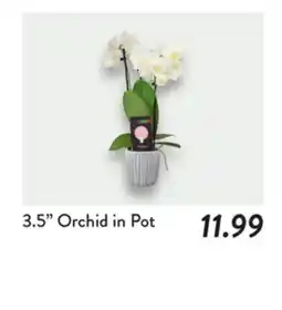 Fresh Thyme 3.5 Orchid in Pot offer