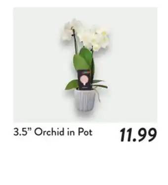 Fresh Thyme 3.5 Orchid in Pot offer