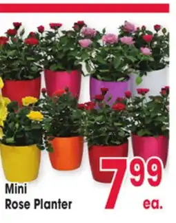 Jewel-Osco Mini Rose Planter offer
