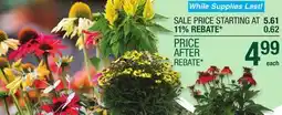 Menards Fall Flower Refresh offer