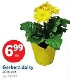 Lidl Gerbera daisy offer
